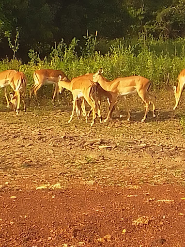 The Homestay Cottage