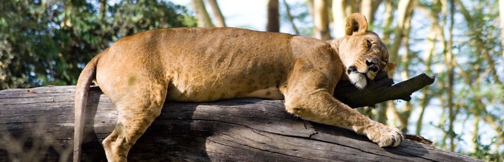 LAKE NAKURU NATIONAL PARK