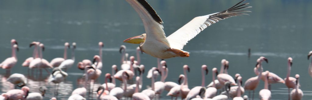 LAKE NAKURU NATIONAL PARK