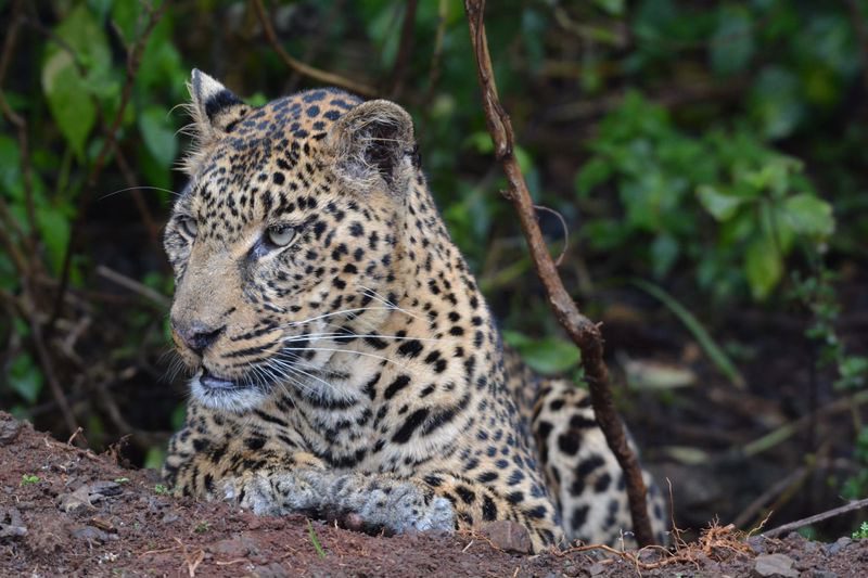 Ol Pejeta Conservancy