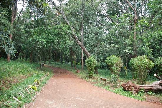 Nairobi Arboretum
