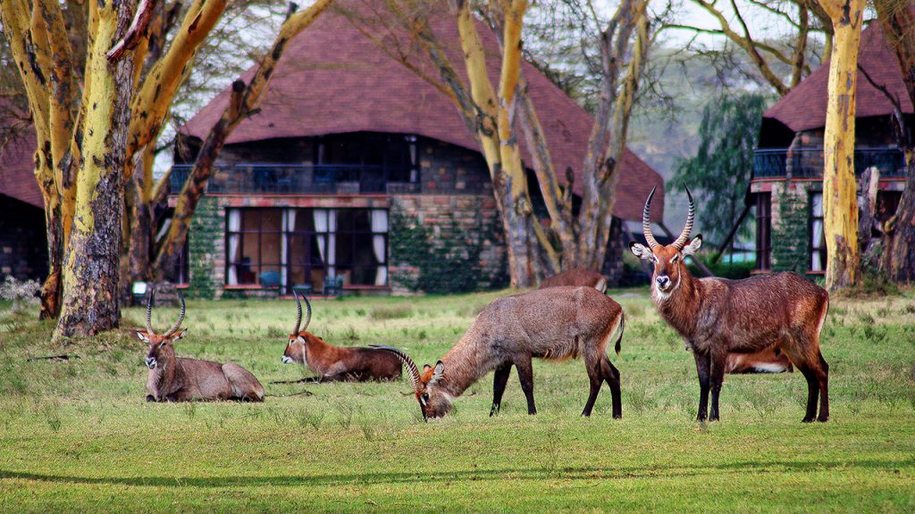 Lake Naivasha Sopa Resort