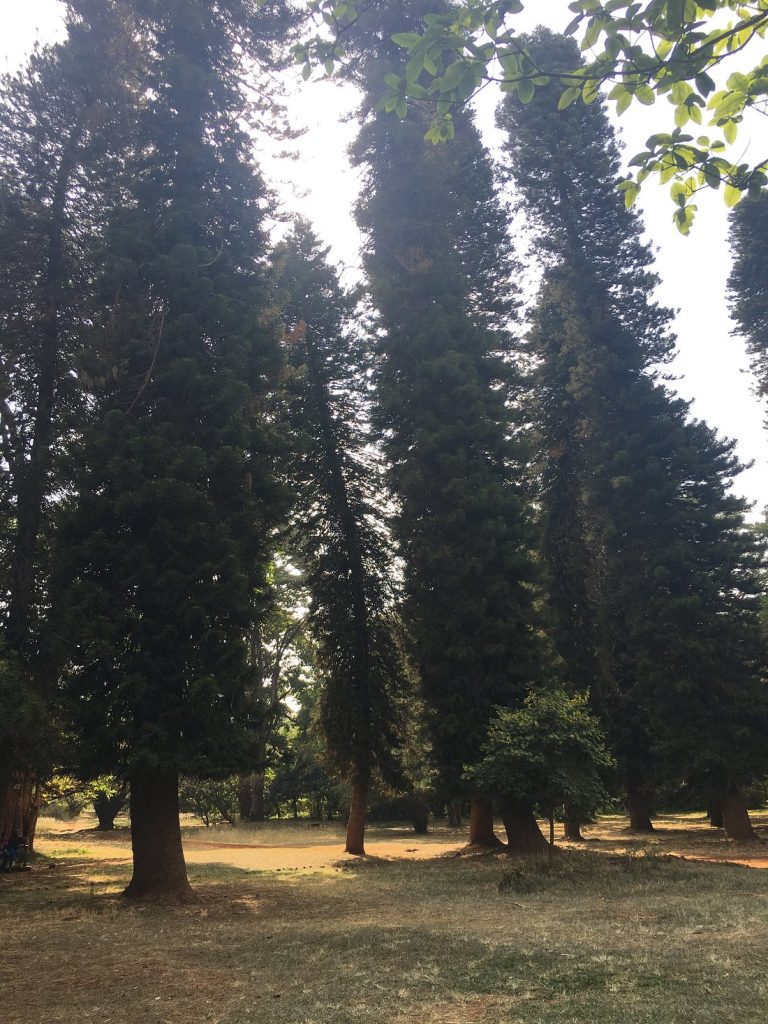 Nairobi Arboretum