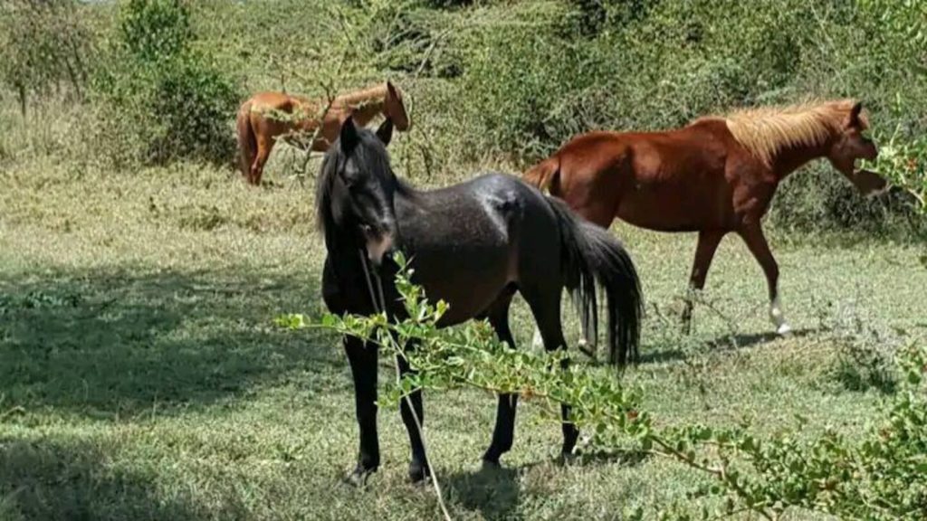 Mt Kenya Holiday Homes