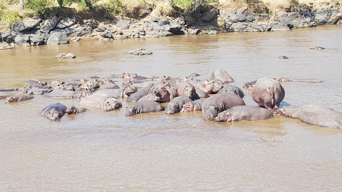 Hammerkop Migration Camp