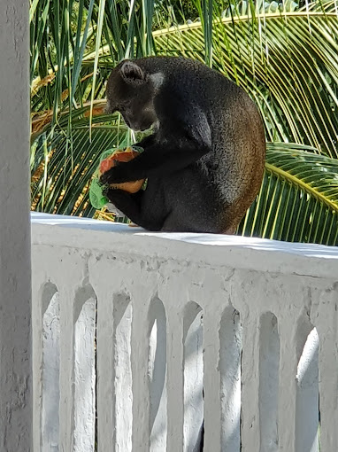 Morning Star Diani Beach Resort