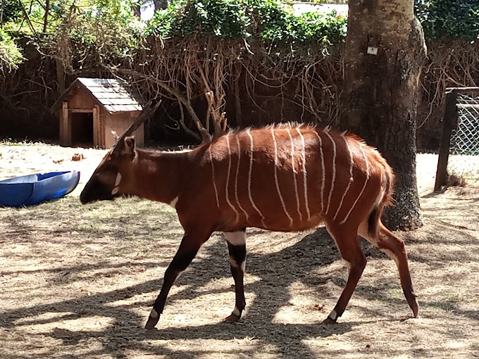 Mount Kenya Wildlife Conservancy