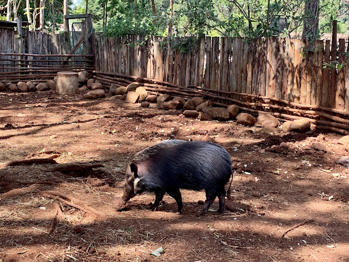 Mount Kenya Wildlife Conservancy