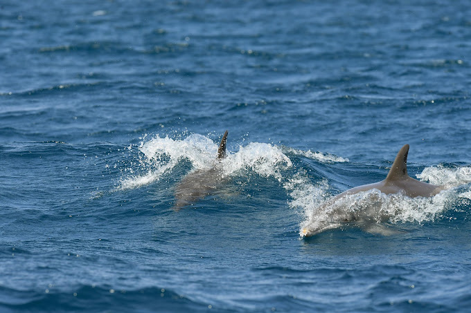 Kisite-Mpunguti Marine National Park