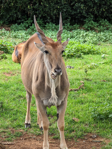 Mount Kenya Wildlife Conservancy