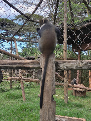 Mount Kenya Wildlife Conservancy