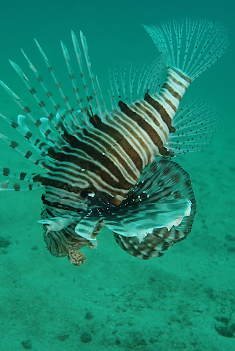 Yellow Fins Diving Kenya