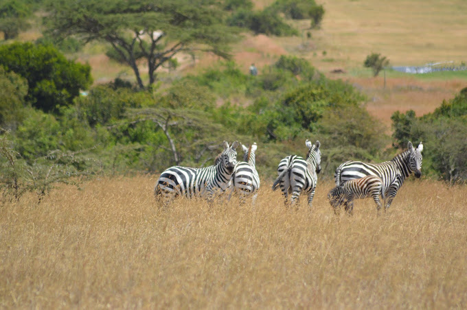 Mt Kenya Holiday Homes
