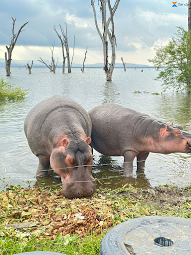 Hippo Point