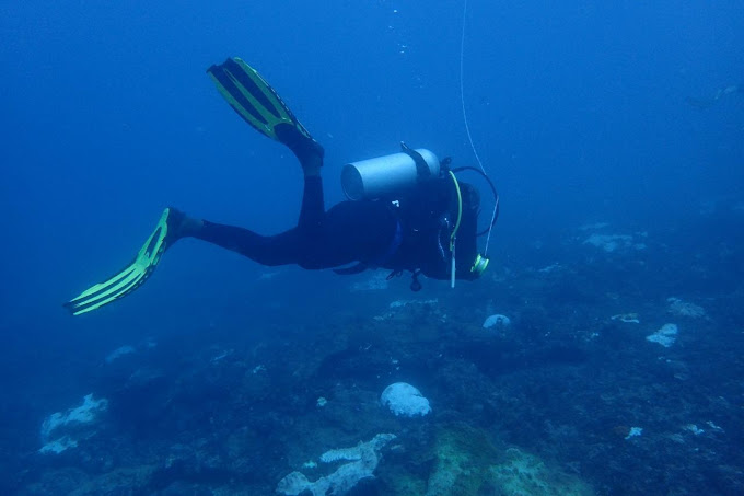 Yellow Fins Diving Kenya