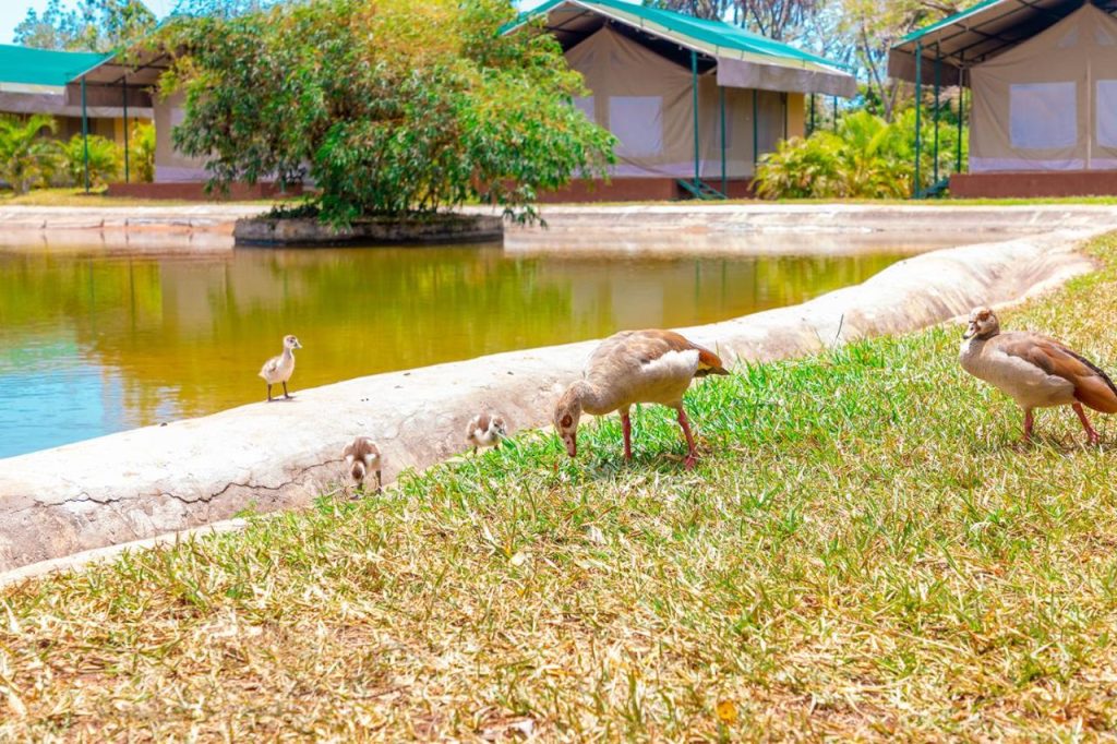 BoraBora Wildlife Park and Luxury Tented Safari Camp Diani