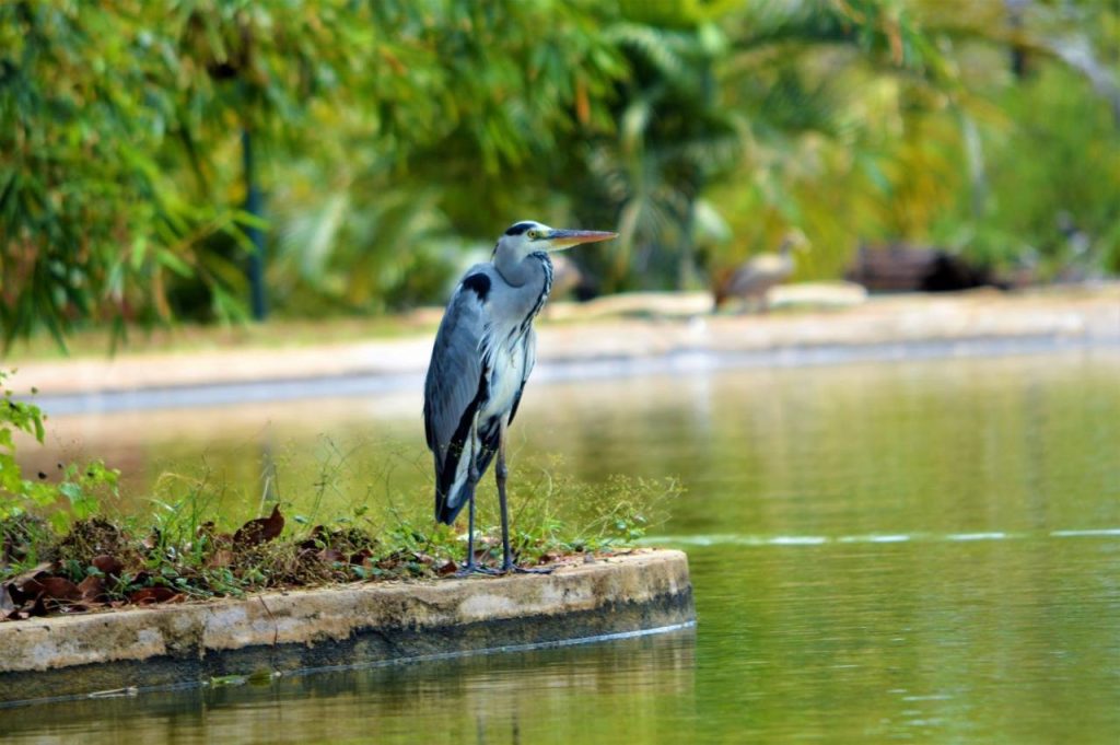 BoraBora Wildlife Park and Luxury Tented Safari Camp Diani