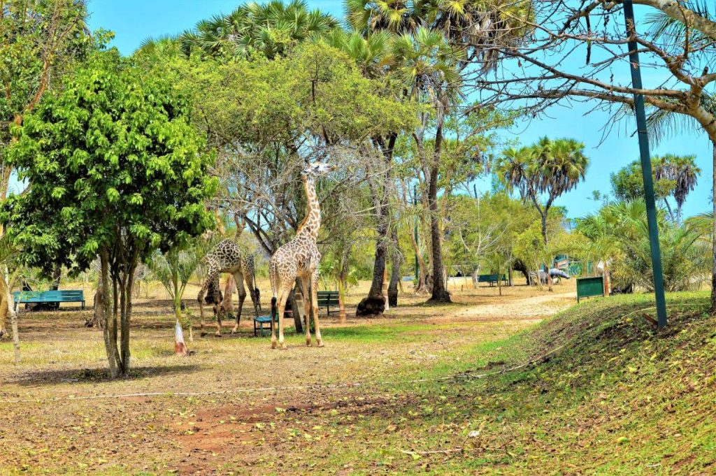 BoraBora Wildlife Park and Luxury Tented Safari Camp Diani