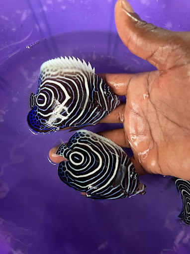 Villa Maria/ Aquatic Sealife