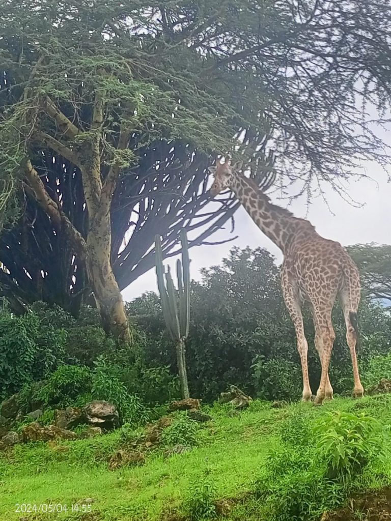 Hippo Watch Glass Cabins