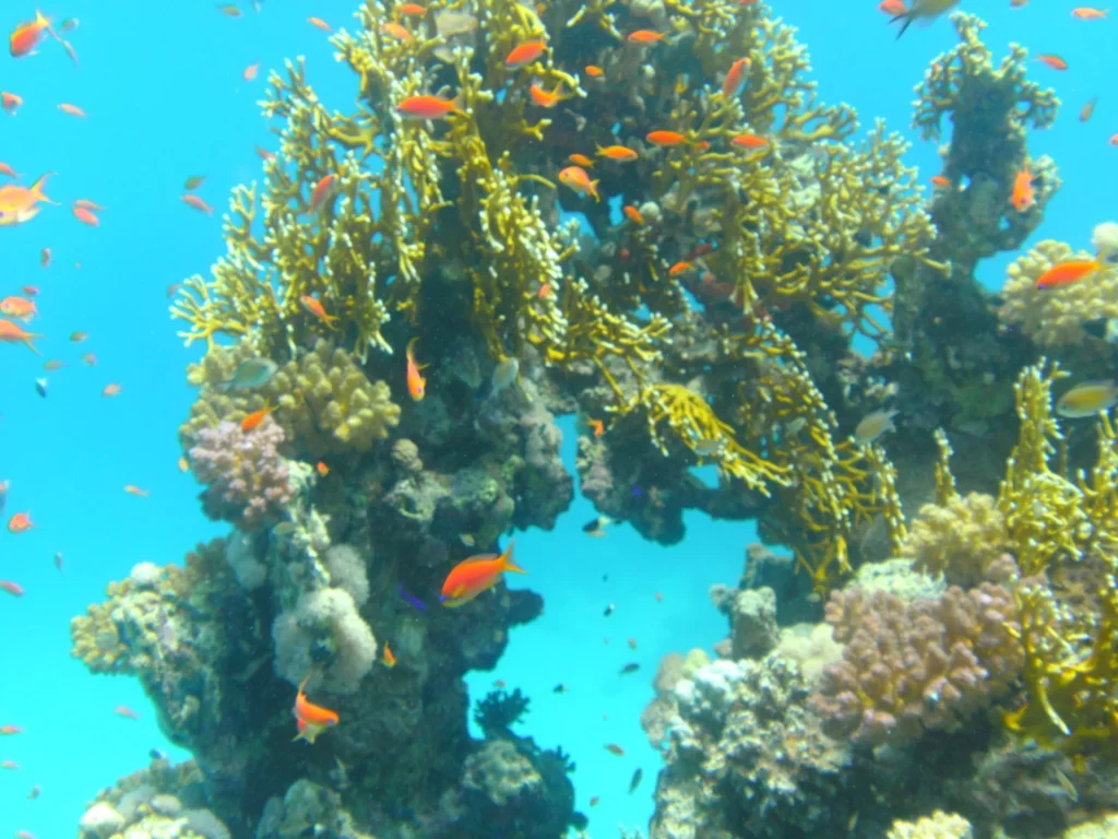 Yellow Fins Diving Kenya