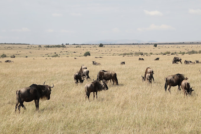 Hammerkop Migration Camp