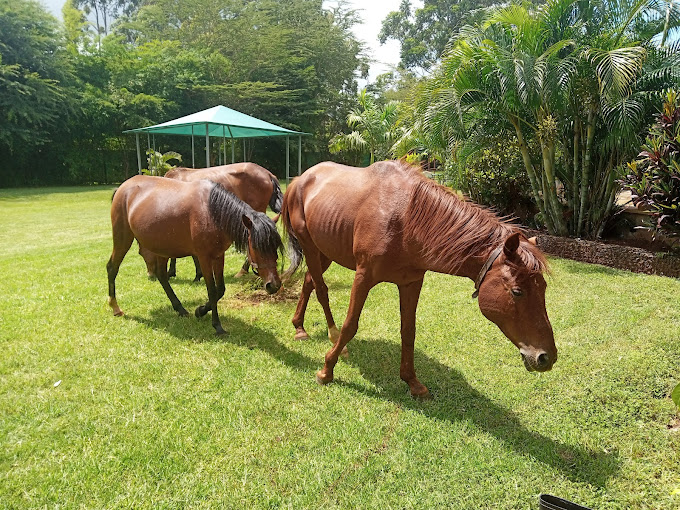 Oldonyo Sapuk Resort