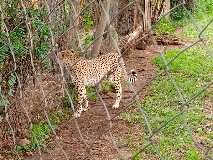 Mount Kenya Wildlife Conservancy