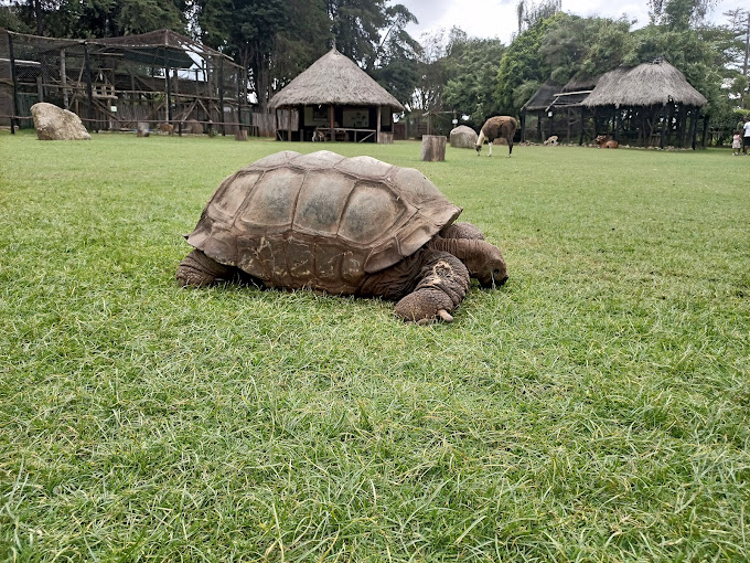 Mount Kenya Wildlife Conservancy