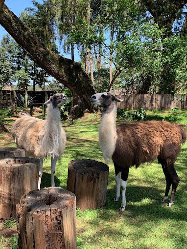 Mount Kenya Wildlife Conservancy