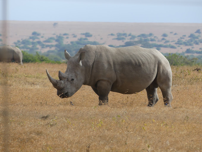 Glamping Kenya Mt. Kenya Lodge