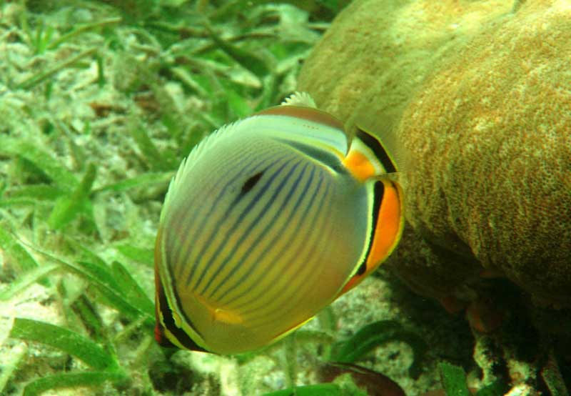 Kuruwitu Marine Sanctuary