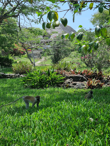 HillPark Tiwi & Amare Resort