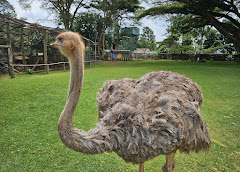 Mount Kenya Wildlife Conservancy