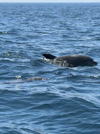 AFRICANA FRESH SEA FOOD RESTAURANT