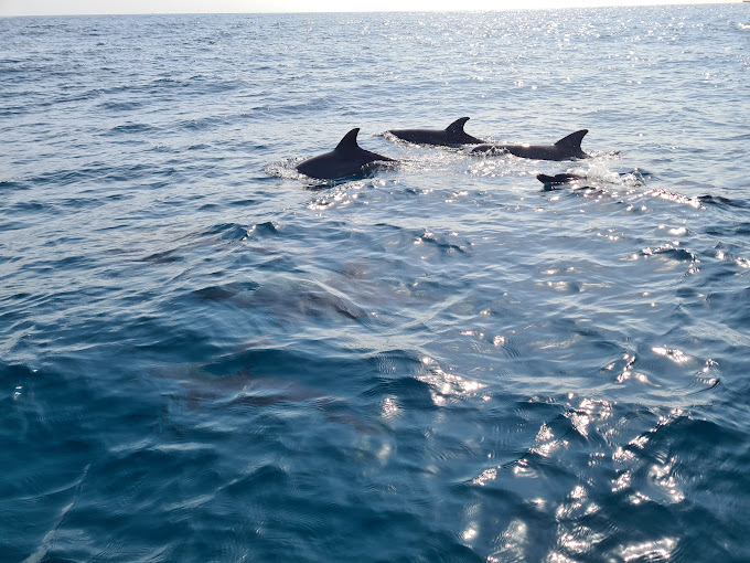 Kisite-Mpunguti Marine National Park