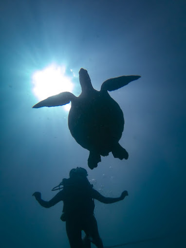 Ocean Tribe – 5 Star Scuba Diving Centre