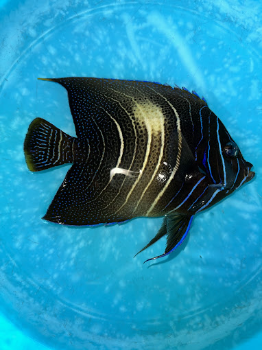 Villa Maria/ Aquatic Sealife