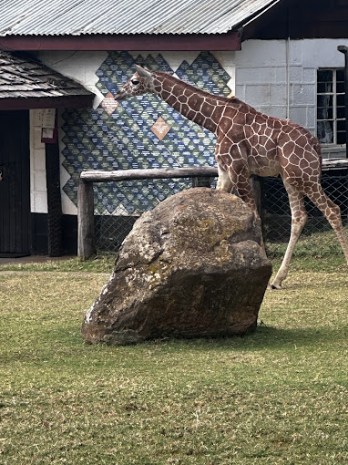 Mount Kenya Wildlife Conservancy