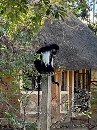 Kaya Kinondo Sacred Forest