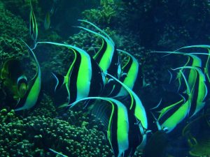 Kuruwitu Marine Sanctuary