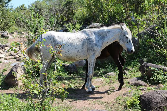 Not The One Watamu Bay