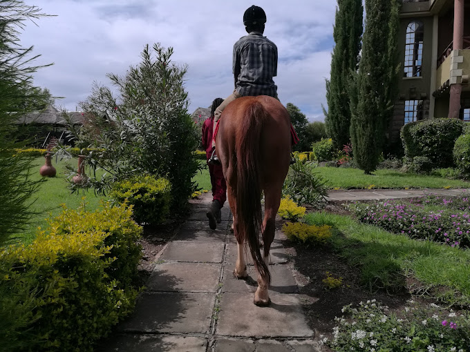 Giraffe Ark Game Lodge