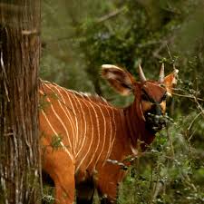 Mount Kenya Wildlife Conservancy