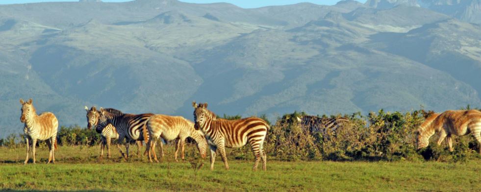 Mount Kenya Wildlife Conservancy