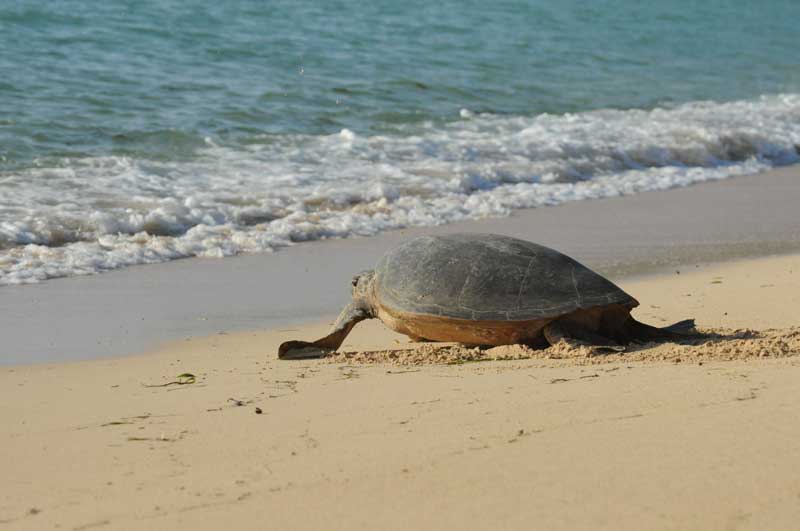 Kuruwitu Marine Sanctuary