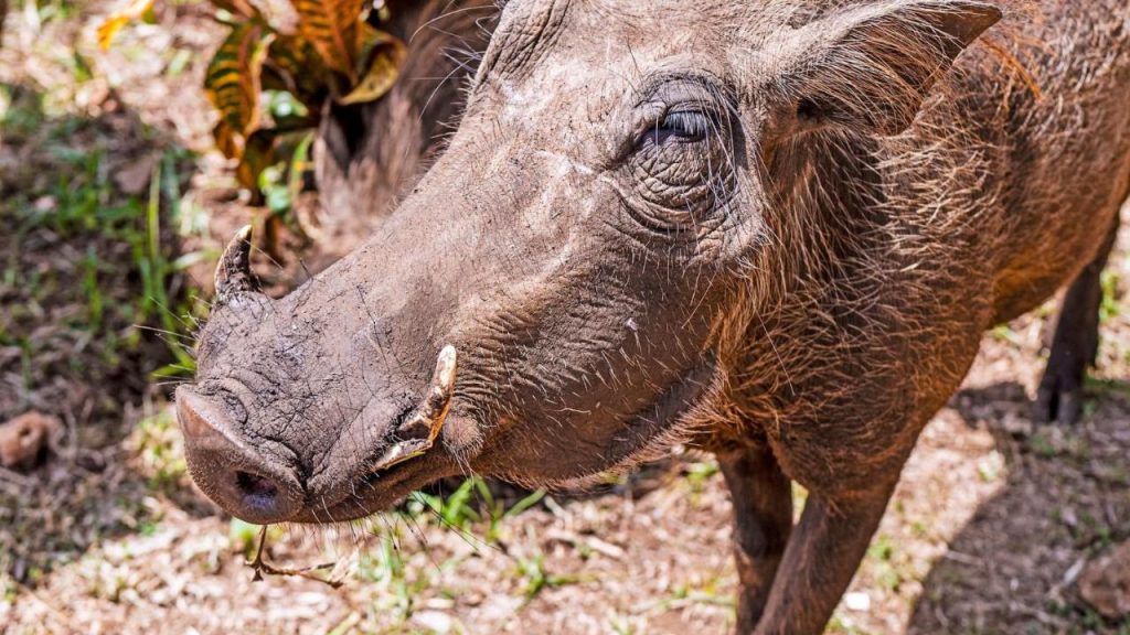 BoraBora Wildlife Park and Luxury Tented Safari Camp Diani