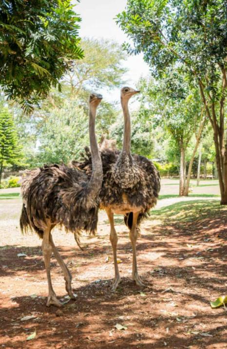 Solio Gardens Nanyuki