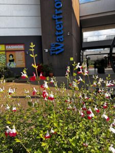 The Waterfront Karen