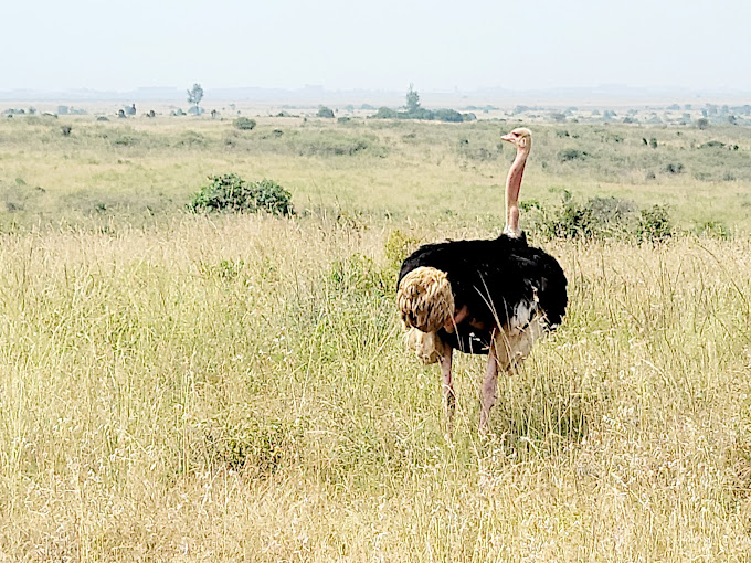 Nairobi National Park